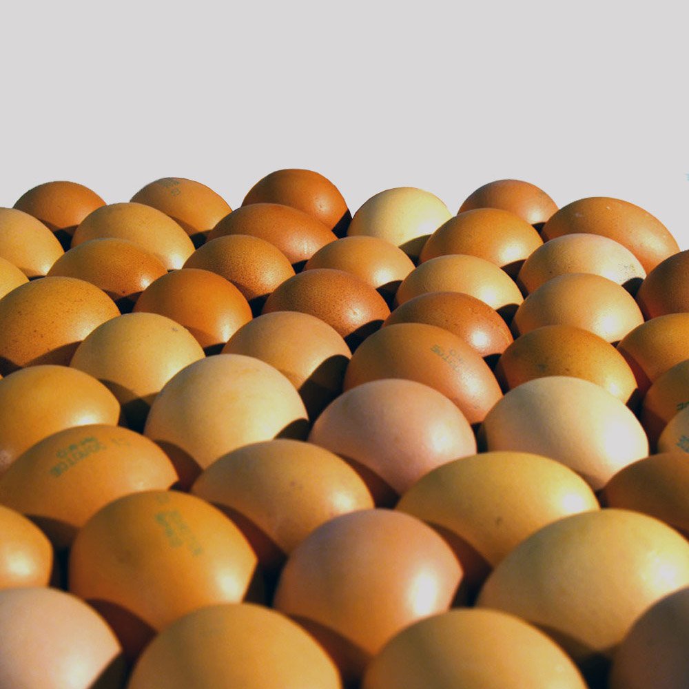 Яйцо оптом от производителя. Золотое яйцо. Яйцо фасованное. Вареное золотое яйцо. Яйцо с1 оптом.