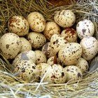 перепелиные потрясные яйца купить в мск