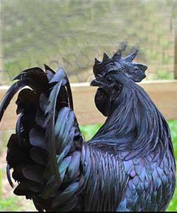 Ayam Cemani или "черный петух"